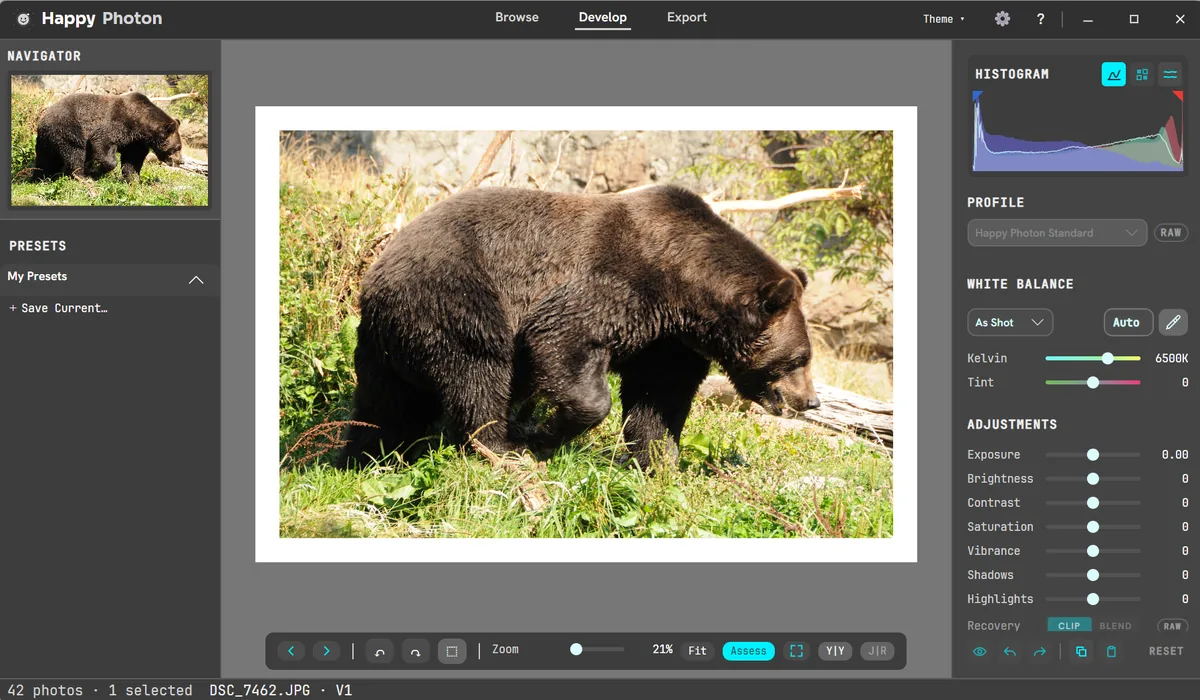 Happy Photon Develop in Middle Gray with Assess mode surrounding a bear photograph with neutral gray and a white reference border